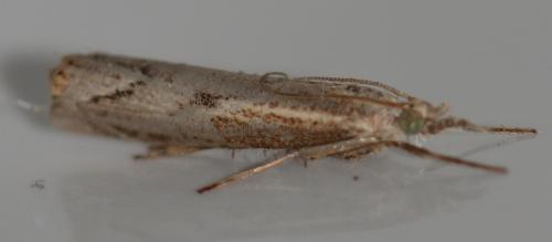 Réf. 240 597 : Agriphila geniculea